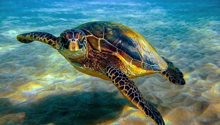 جاذبه های گردگشری برتر جزیره قشم