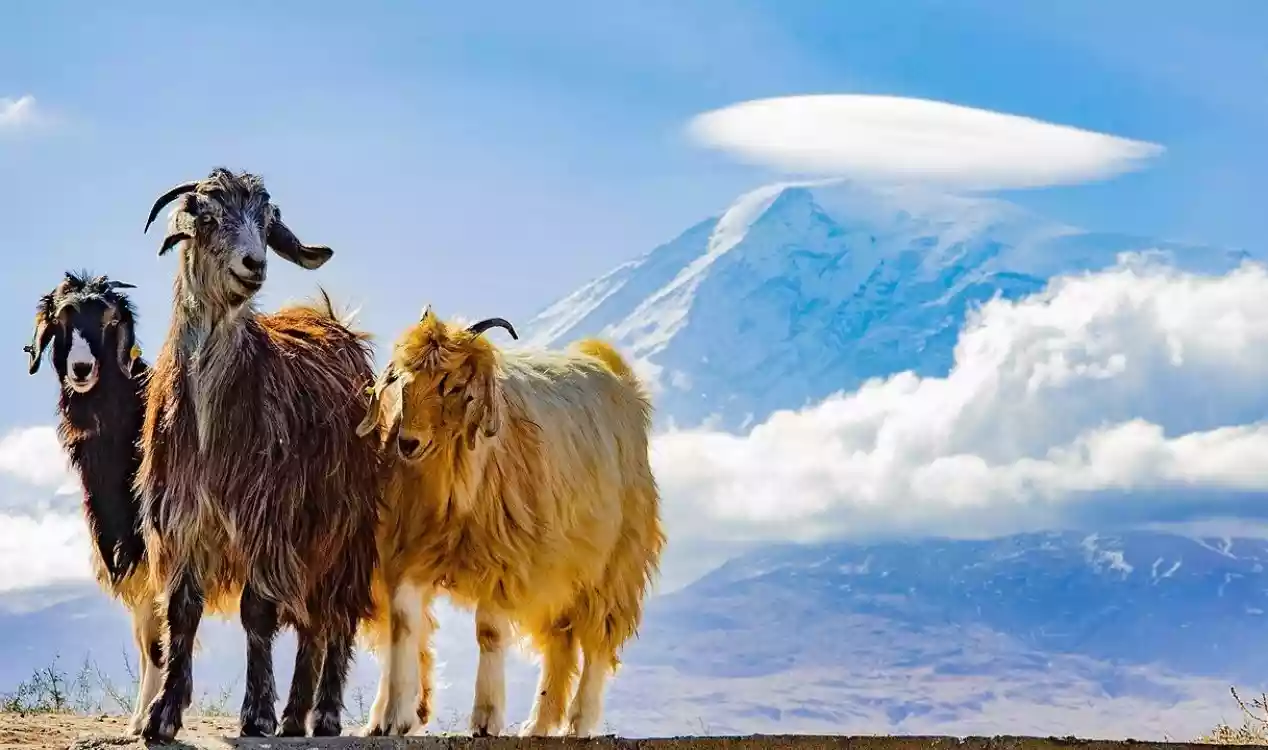 بزها و سگ‌ها می‌توانند زمین‌لرزه‌ها و فوران‌های آتشفشانی را پیش‌بینی کنند